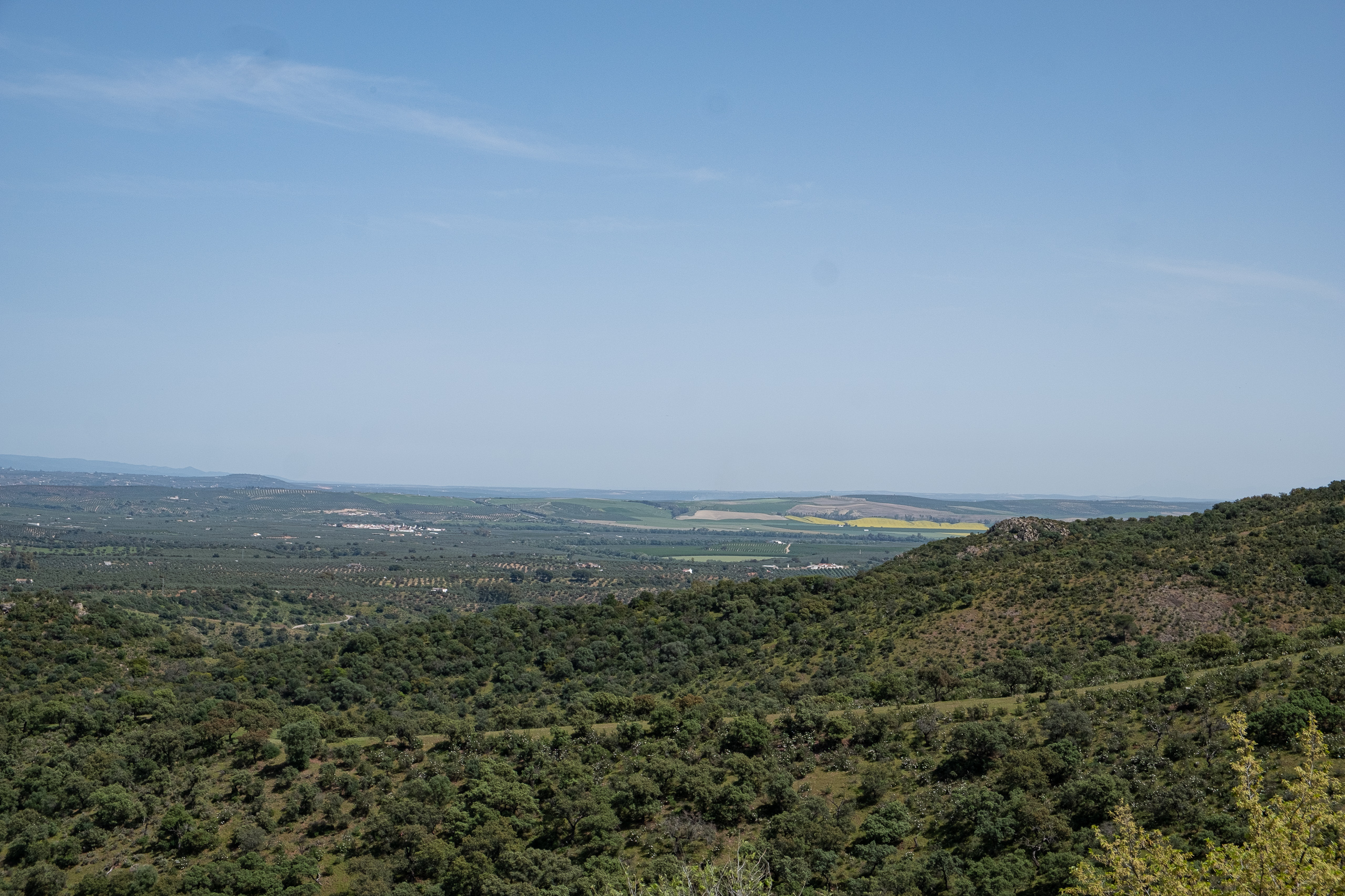 Weite Aussicht über die Oliven-Ebene von Córdoba